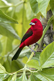 Image. Brazilian Tanager