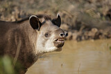 Image. Brazilian Tapir