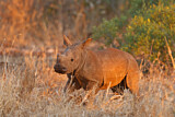 Image. Breitmaulnashorn