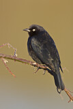 Image. Brewer's Blackbird