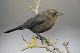 Image. Brewer's Blackbird