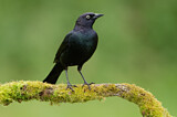 Image. Brewer's Blackbird