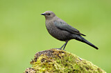 Image. Brewer's Blackbird