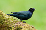 Image. Brewer's Blackbird
