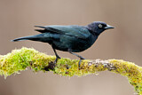 Image. Brewer's Blackbird
