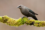 Image. Brewer's Blackbird