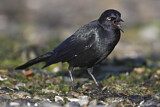 Image. Brewer's Blackbird
