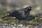 Image. Brewer's Blackbird