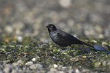 Image. Brewer's Blackbird