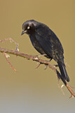 Image. Brewer's Blackbird