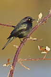 Image. Brewer's Blackbird