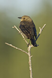Image. Brewer's Blackbird