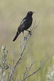Image. Brewer's Blackbird