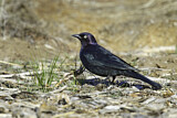 Image. Brewer's Blackbird