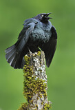 Image. Brewer's Blackbird