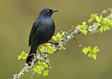 Image. Brewer's Blackbird