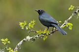 Image. Brewer's Blackbird
