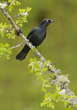 Image. Brewer's Blackbird