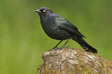 Image. Brewer's Blackbird