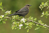Image. Brewer's Blackbird