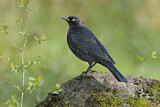Image. Brewer's Blackbird