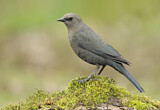 Image. Brewer's Blackbird