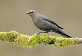 Image. Brewer's Blackbird