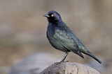 Image. Brewer's Blackbird