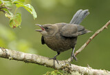 Image. Brewer's Blackbird