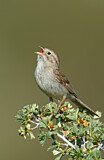 Image. Brewer's Sparrow