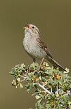 Image. Brewer's Sparrow