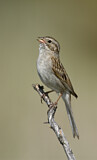 Image. Brewer's Sparrow