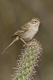 Image. Brewer's Sparrow
