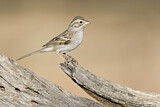 Image. Brewer's Sparrow