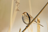 Image. Brewer's Sparrow