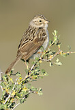 Image. Brewer's Sparrow