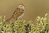 Image. Brewer's Sparrow