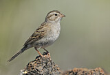 Image. Brewer's Sparrow