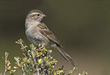 Image. Brewer's Sparrow
