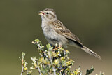 Image. Brewer's Sparrow
