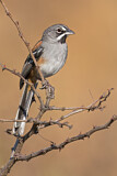 Image. Bridled Sparrow