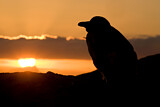 Image. Brillenpinguin