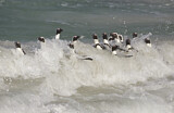 Image. Brillenpinguin