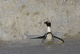 Image. Brillenpinguin