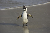 Image. Brillenpinguin