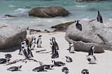 Image. Brillenpinguin