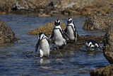 Image. Brillenpinguin