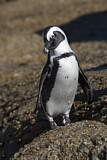 Image. Brillenpinguin