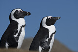 Image. Brillenpinguin