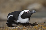 Image. Brillenpinguin